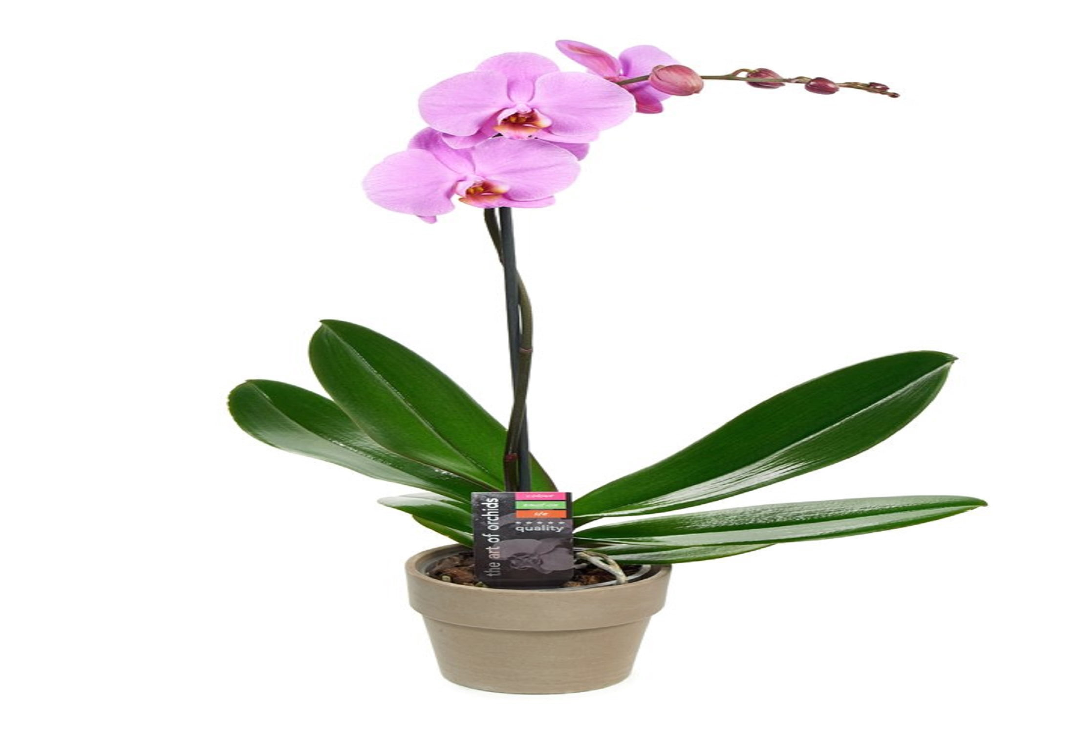 KaBloom : One Phalaenopsis Purple Orchid Plant (1 ) in a 5-inch Pot, Next-Day Delivery.
