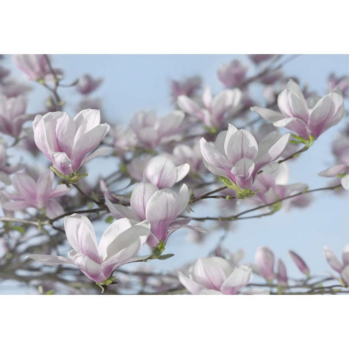 Komar Magnolia Wall Mural