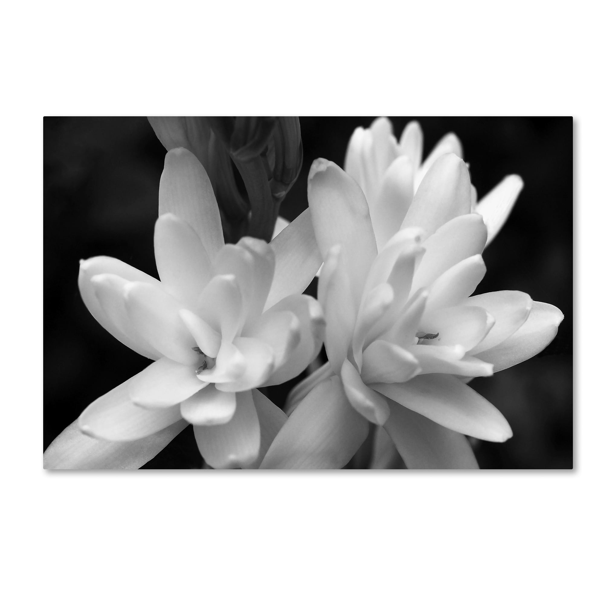 Trademark Fine Art -Kurt Shaffer 'Tuber Rose in Black and White' Canvas Art - 16''x24''