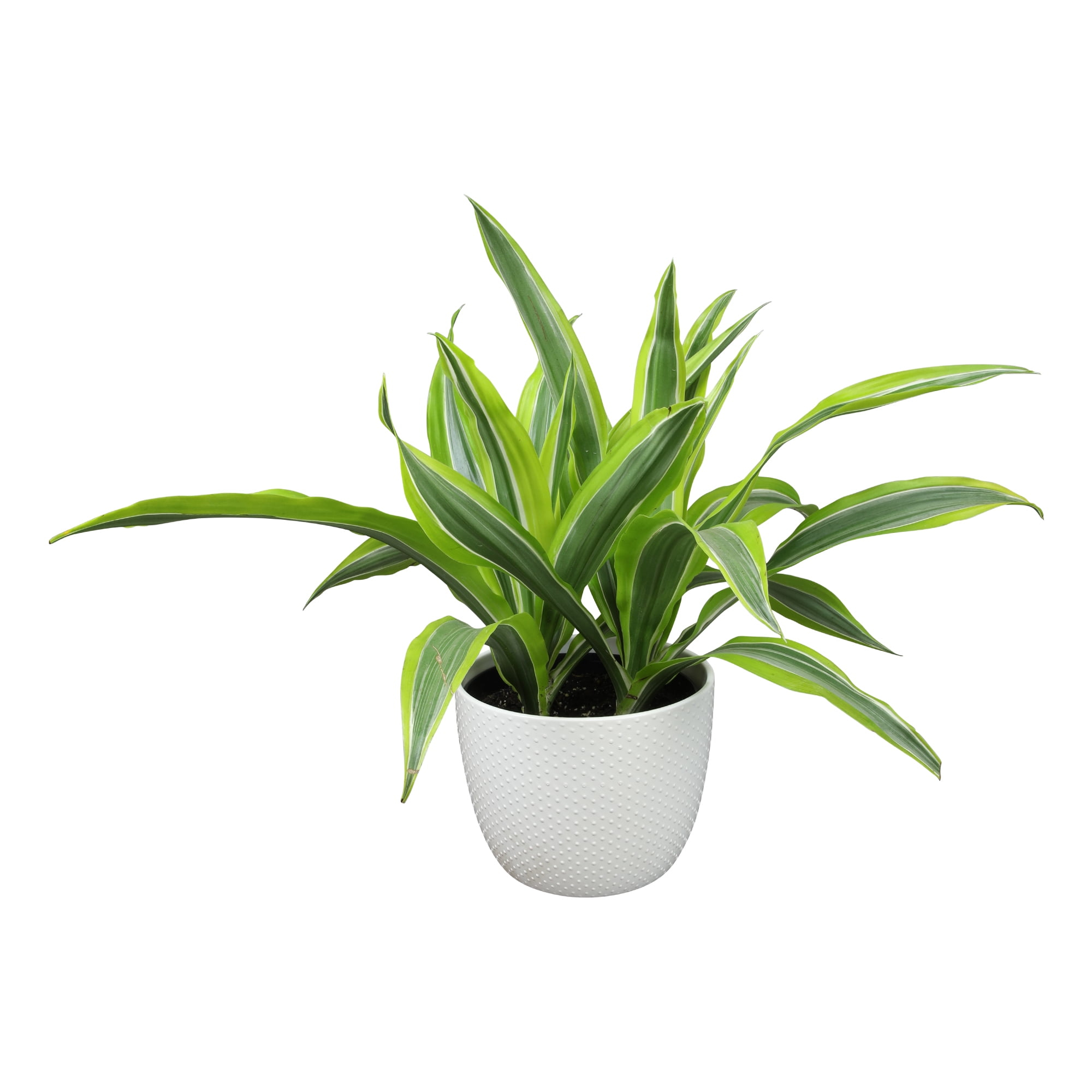 Lemon Lime Corn Plant in 6" White Décor Pot | Easy Care, Filtered Sun | Element by Altman Plants