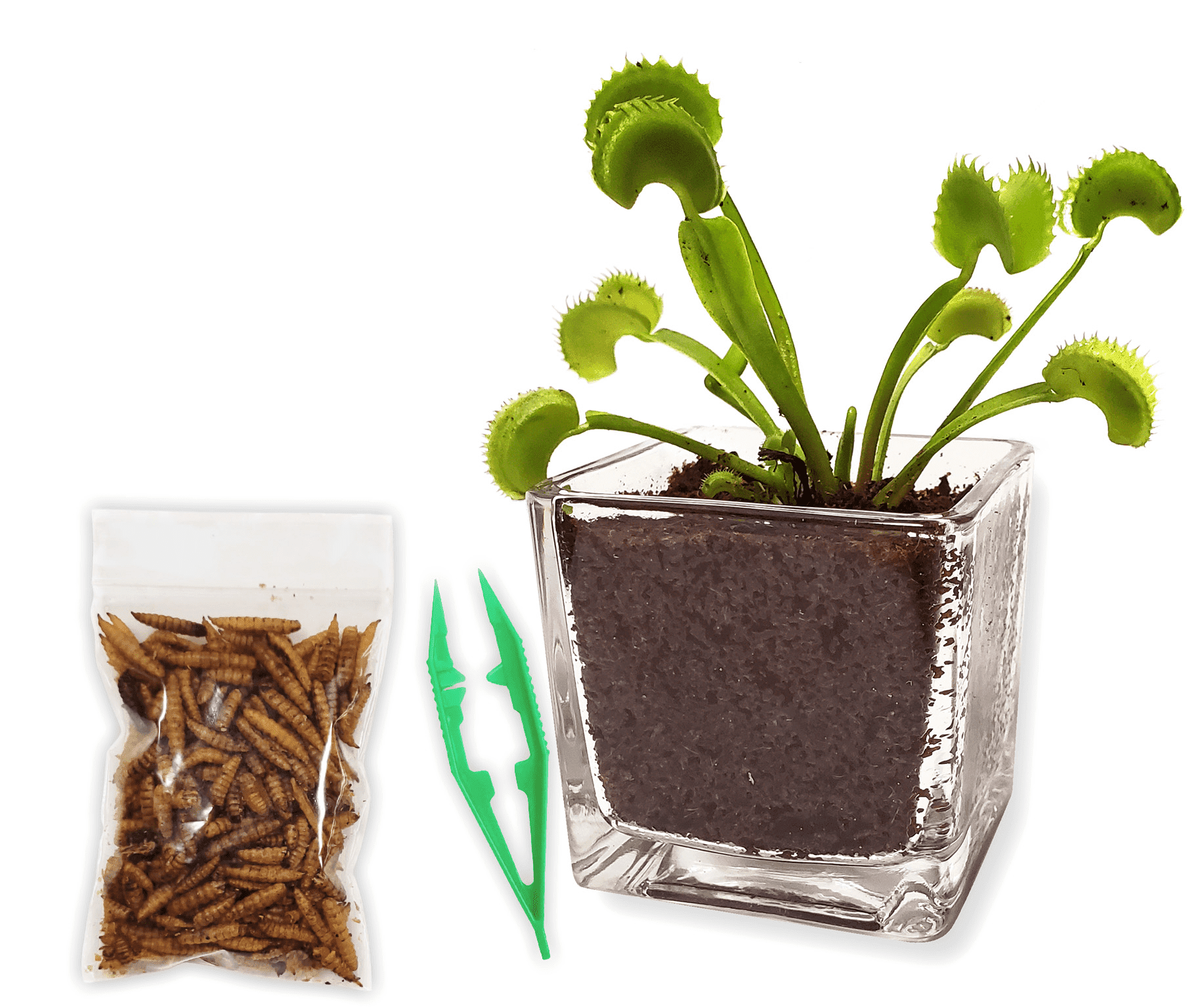 Venus Flytrap Live Plant Kit with Carnivorous Plant Food in 2.5" Glass Cube – Indoor Bug-Eating Plant with Tweezers & Sphagnum Moss – Educational Gift Fly Trap
