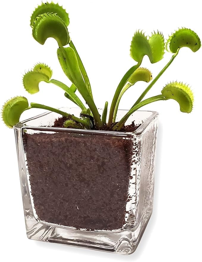 Venus Flytrap Live Plant Kit with Carnivorous Plant Food in 2.5" Glass Cube – Indoor Bug-Eating Plant with Tweezers & Sphagnum Moss – Educational Gift Fly Trap
