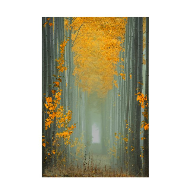 Lydia Jacobs 'Misty Autumn Path' Canvas Art
