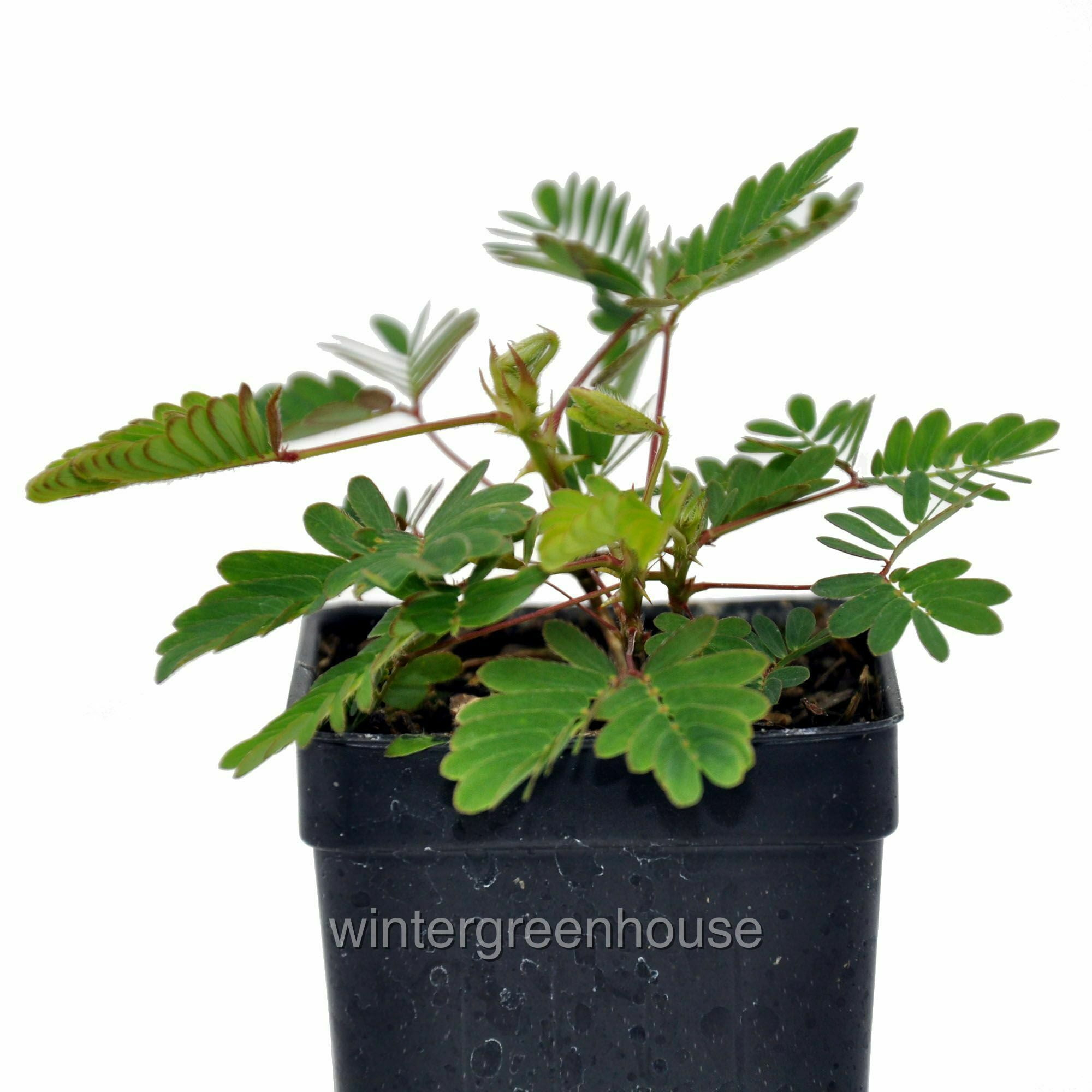 Mimosa Pudica, Sensitive Plant - Pot Size: 3" (2.6x3.5") - Flowering Plants, Houseplants