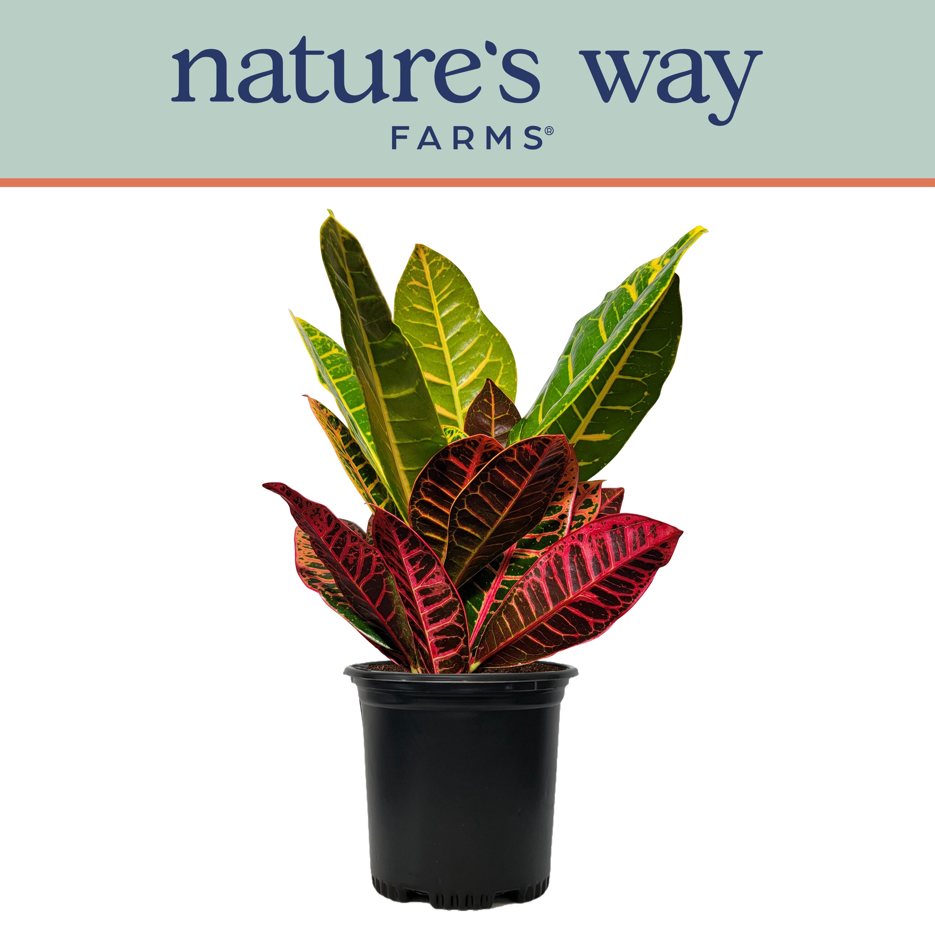 Nature's Way Farms Croton Petra Live Plant (15-25in. tall) in Growers Pot