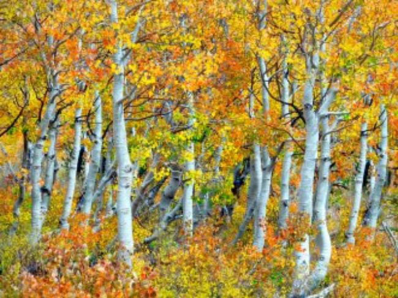 Outdoor Living and Style Yellow and White Trunks of Aspen Trees Outdoor Canvas Rectangular Wall Art
