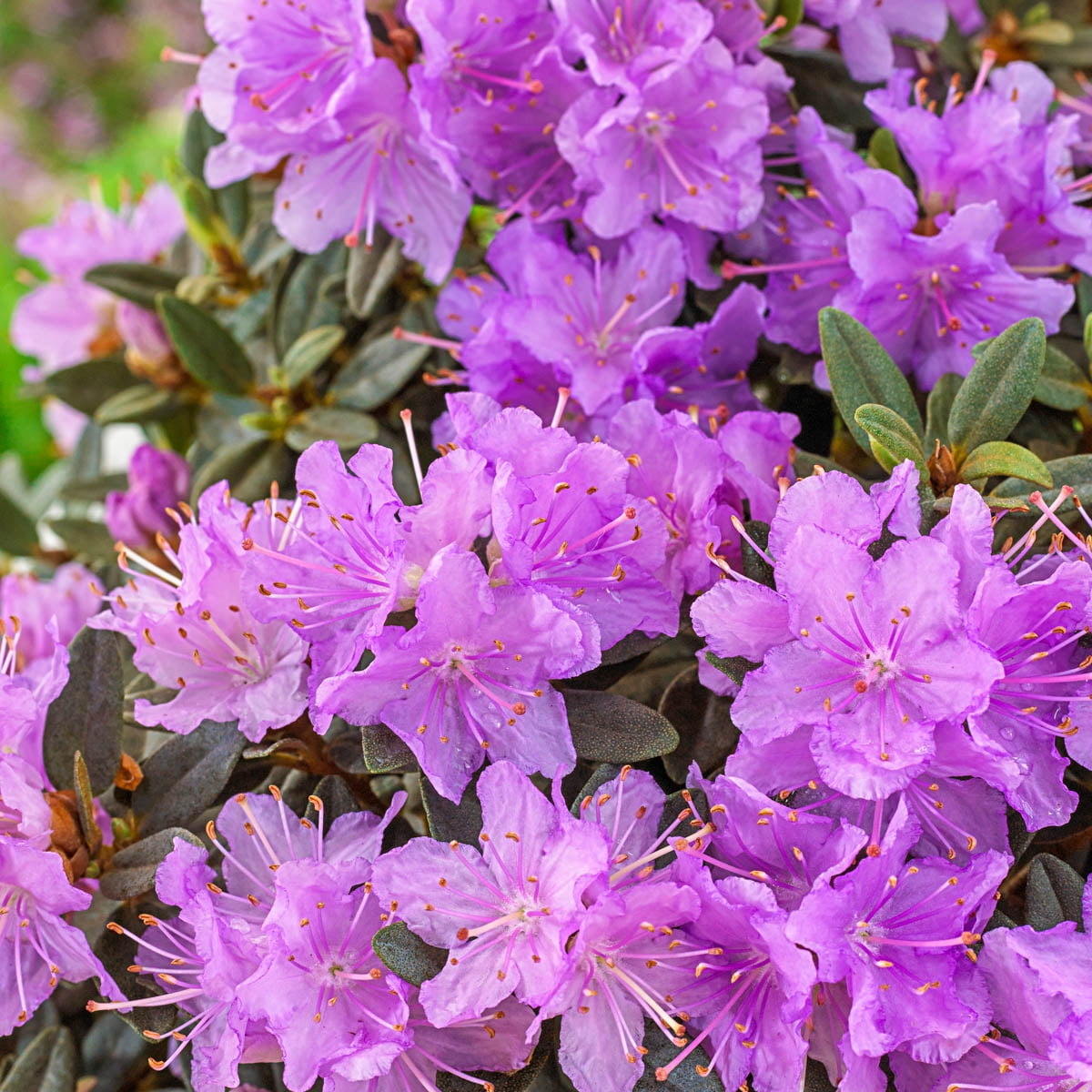 P.J. Mezitt Elite Star Purple Flowering Rhododendron Broadleaf Evergreen Starter Shrub, One Plant per Offer