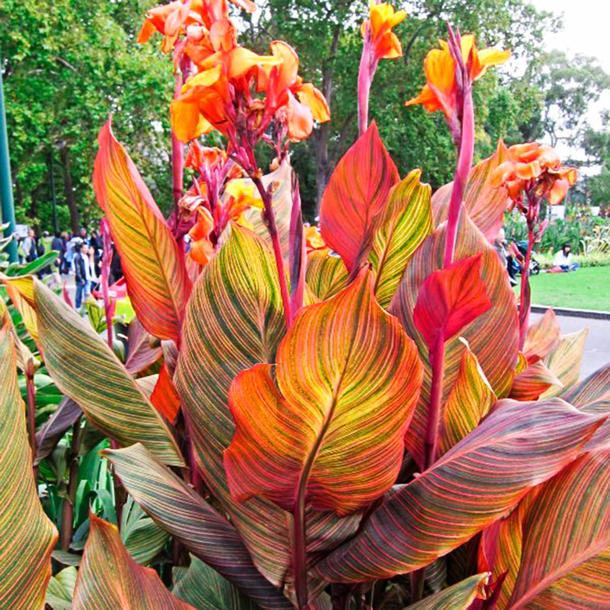 Phasion Giant Variegated Canna Lily Dormant Summer Flowering Bare Roots (3-Pack)