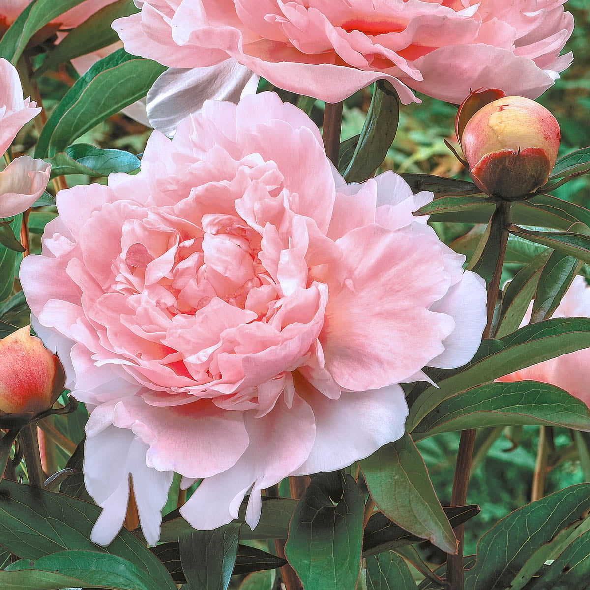 Pillow Talk Peony Dormant Bare Root Perennial Starter Plant (1-Pack)