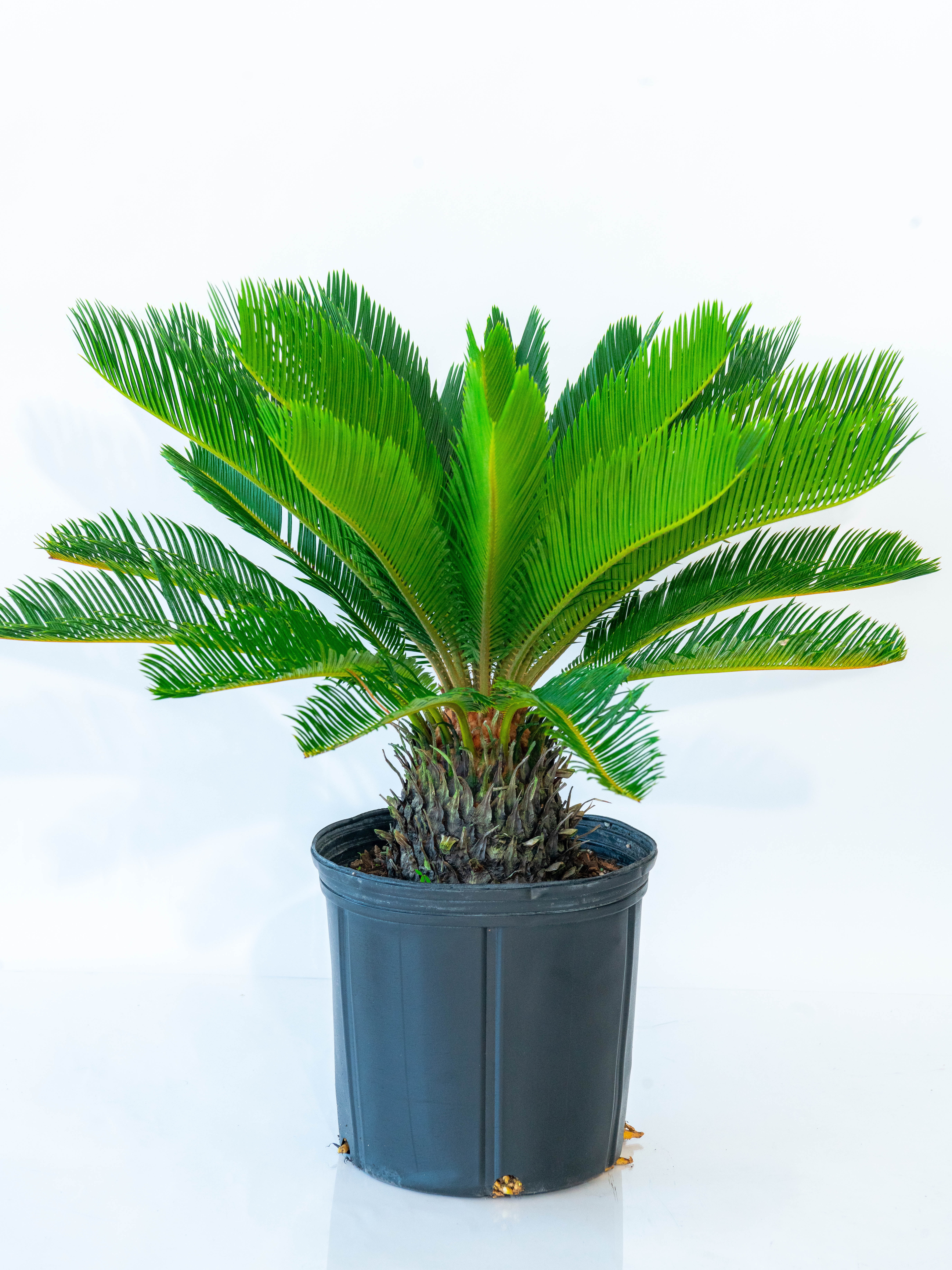 10" Monstera Swiss Cheese Plant - National Plant Network