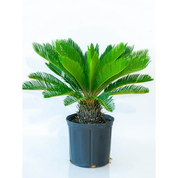 10" Monstera Swiss Cheese Plant - National Plant Network