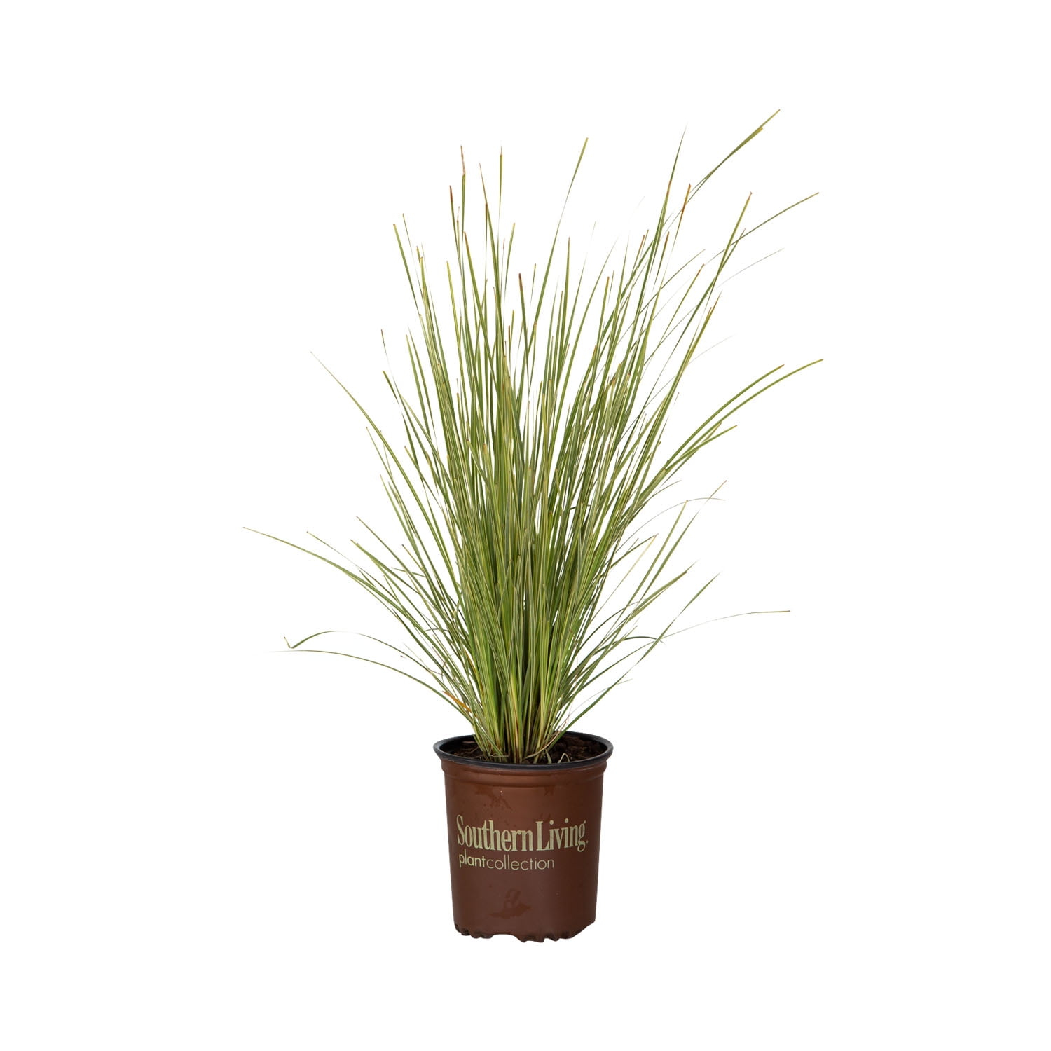 Southern Living Platinum Beauty Lomandra 'Mat Rush' Live Shrub in 2.5-Quart Grower Pot