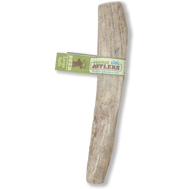 Prairie Dog Antlers | North American Split Antler | Large | Naturally Shed | Hand Harvested | Nutrient Rich | 6-7.5 inches long