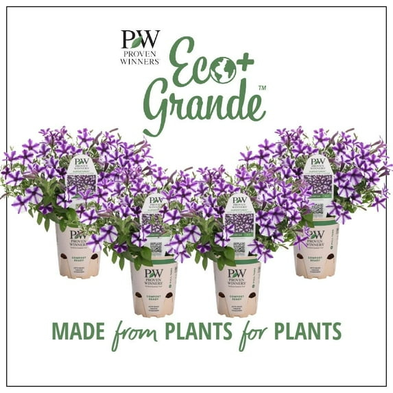 Proven Winners 6" Purple Supertunia Mini Vista Violet Star Petunia (Petunia hybrid) Annual Live Plant in 4.94" Eco+ Grande Pots (4 Count)