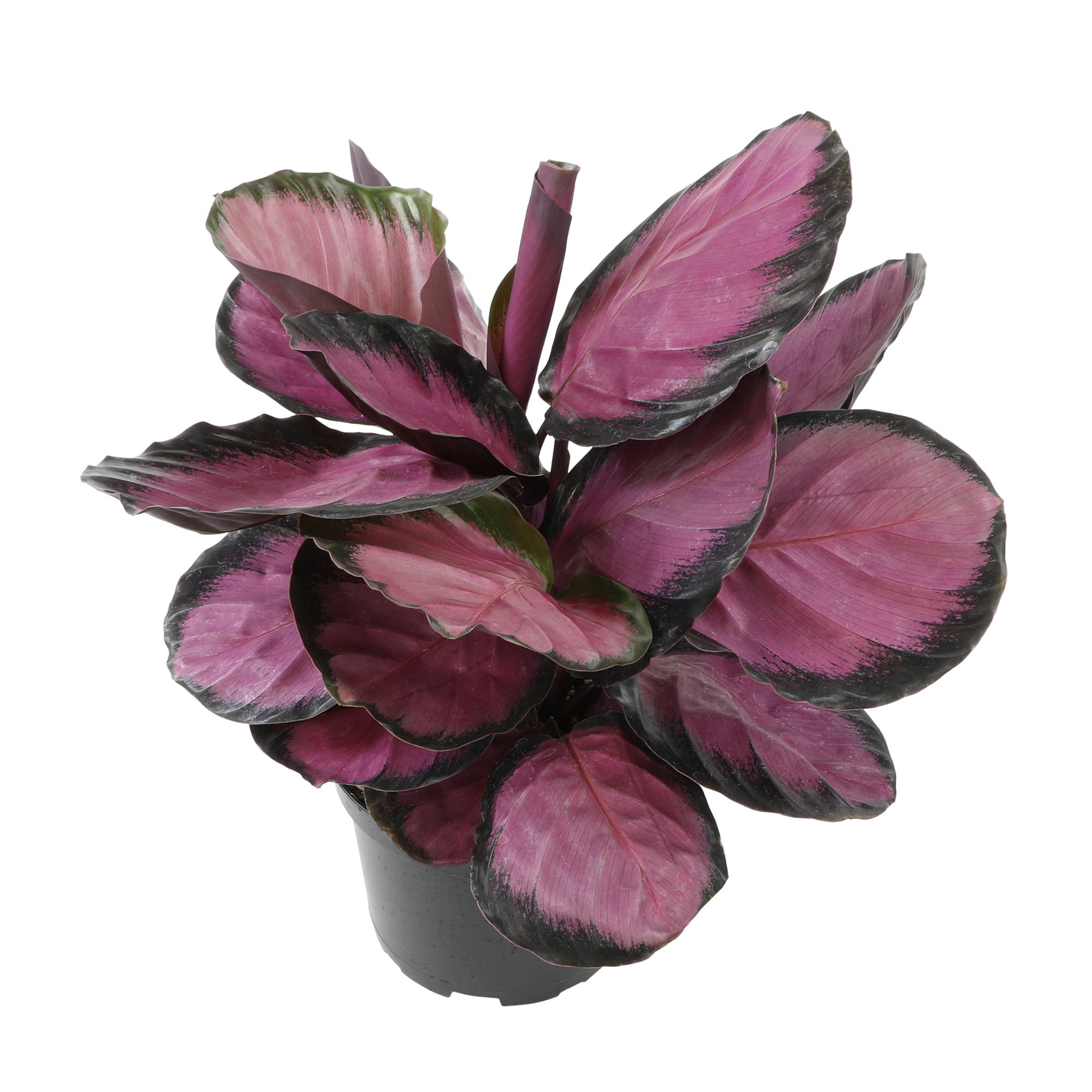 Purple Rose, Calathea Roseopicta | 6in Pot | Live Houseplant, Partial Sun | Element by Altman Plants