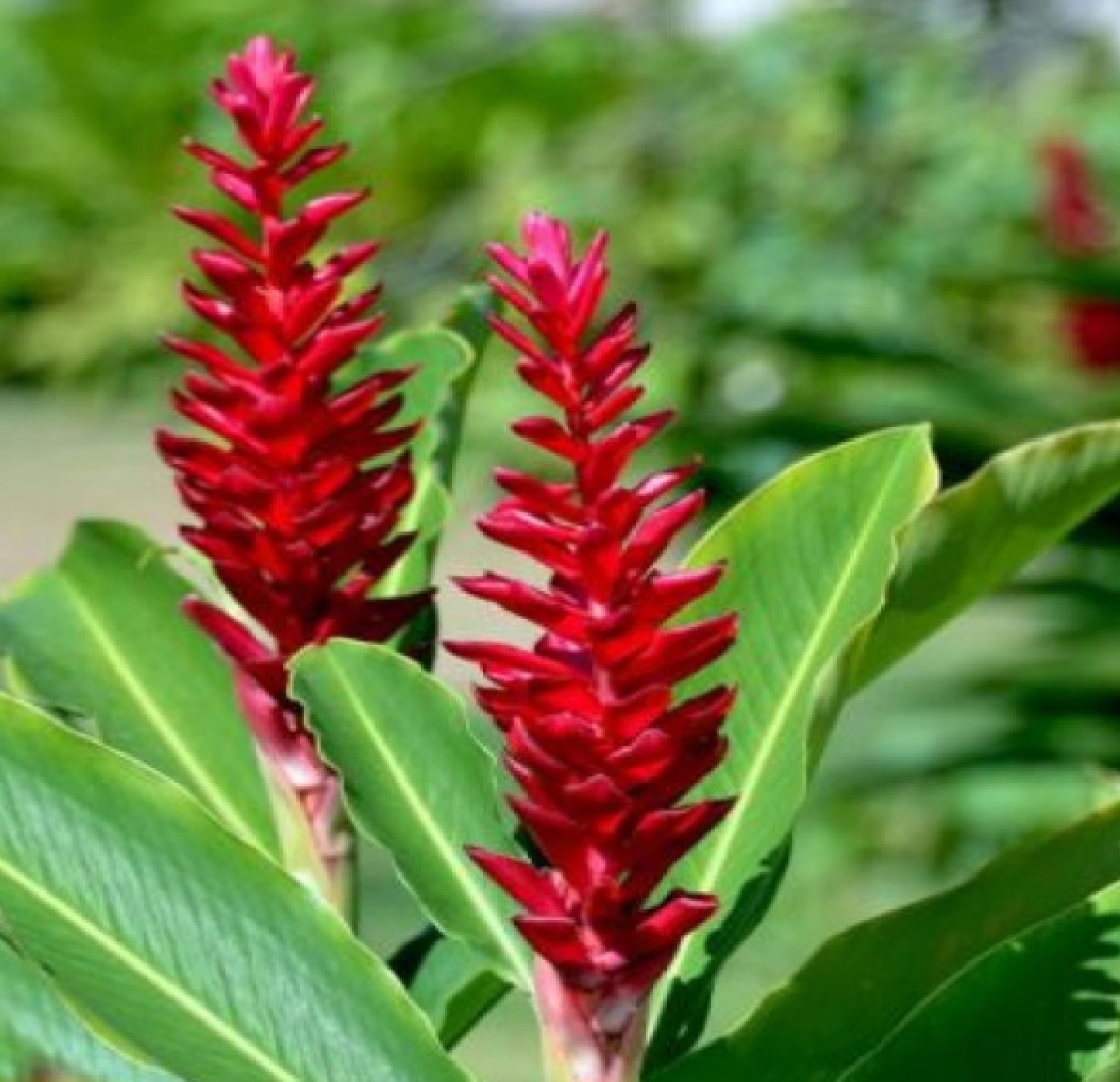 Red Alpinia Purpurata Ginger Plant Bulb 1 PK (2 Roots Each 2"-4" Long) Shade & Sun