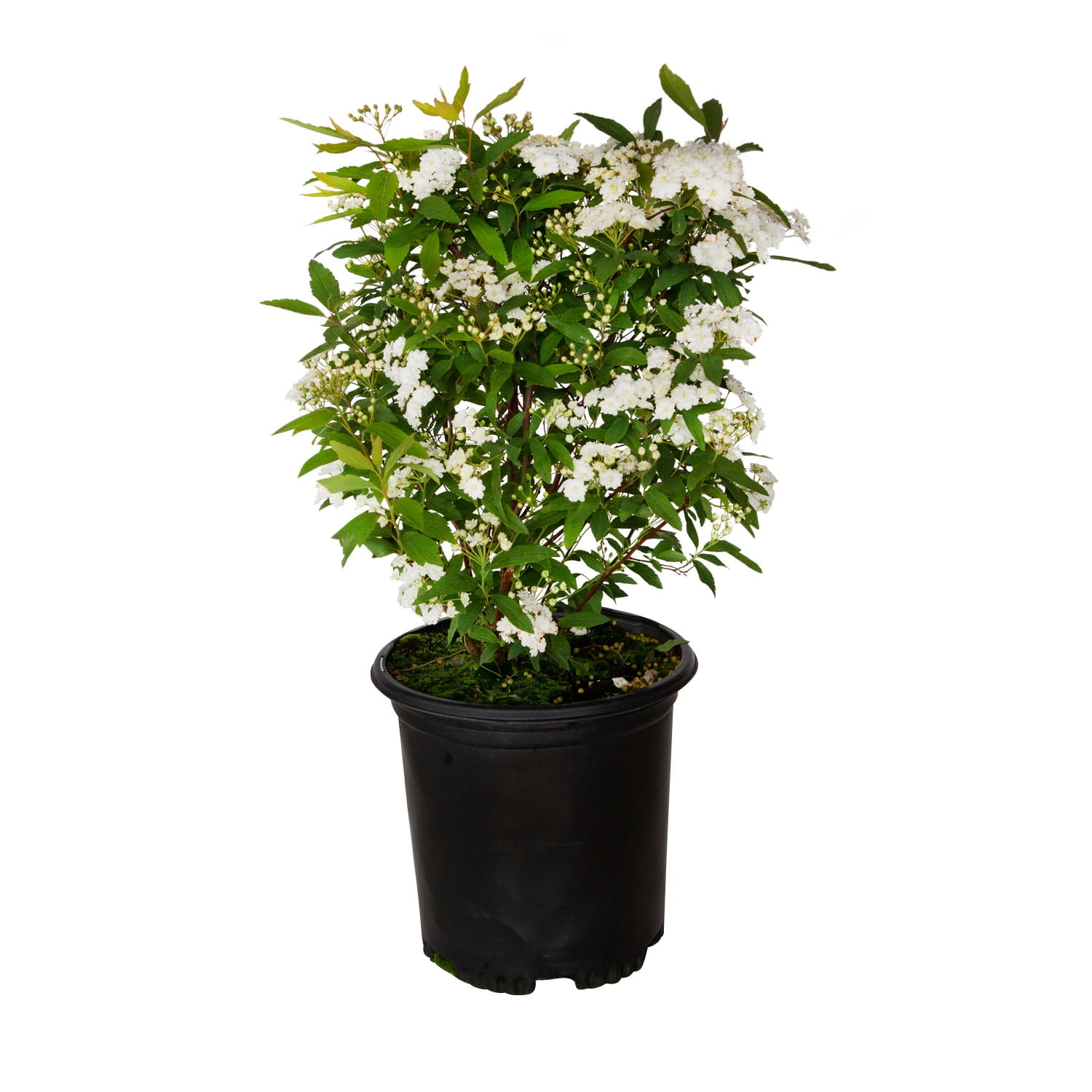 Reeves Bridal Wreath Spirea (2.5 Quart) White Blooming Deciduous Shrub - Full Sun Live Outdoor Plant