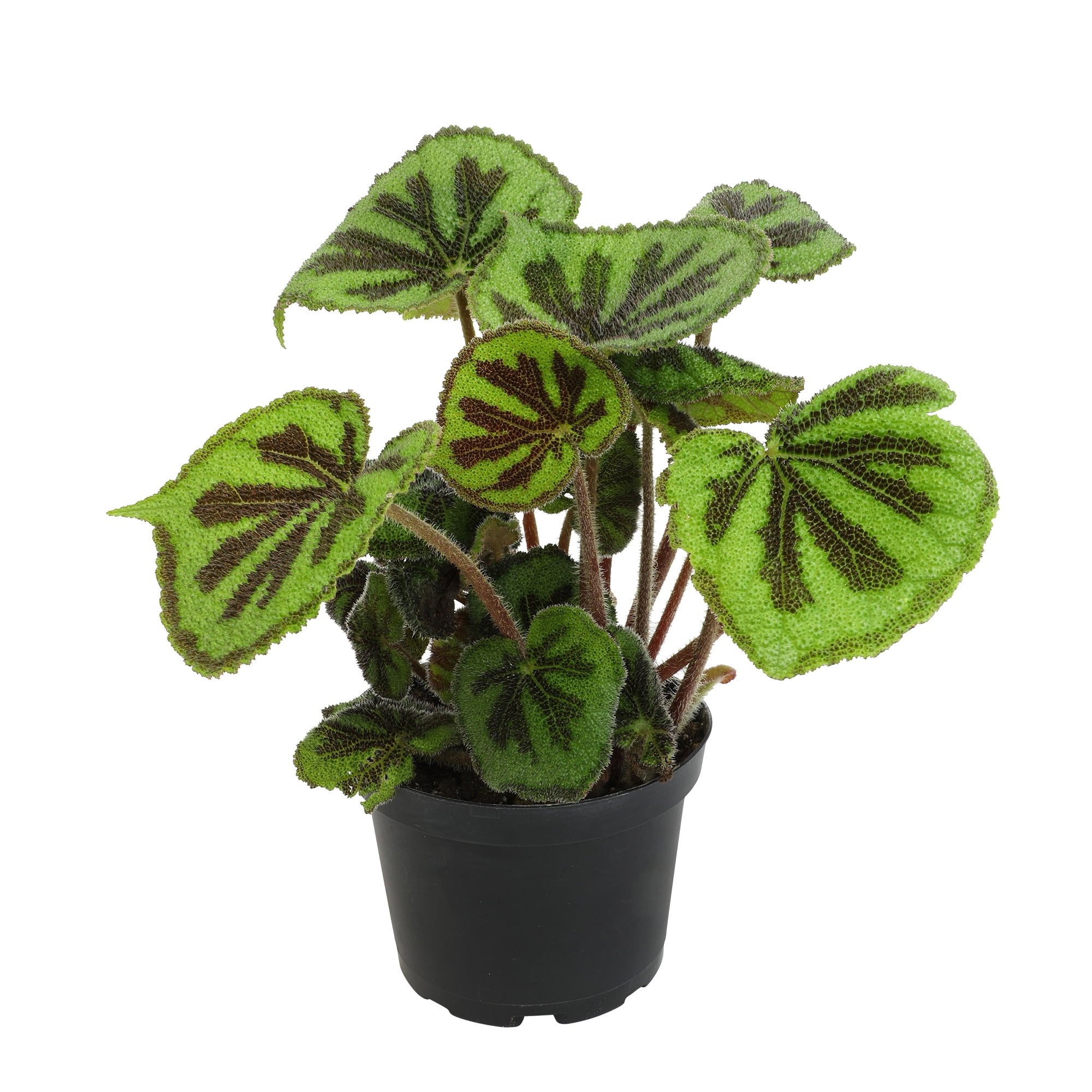 'Rock' Begonia Iron Cross Houseplant | 6in. Pot; Filtered Sun | Element Exotics by Altman Plants