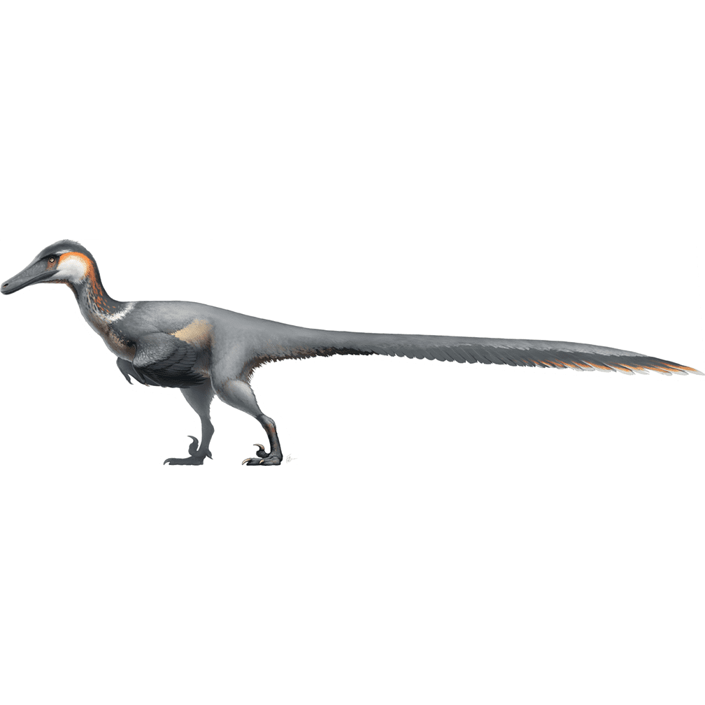 Austroraptor Realistic Bird-like Velociraptor Cardboard Standup
