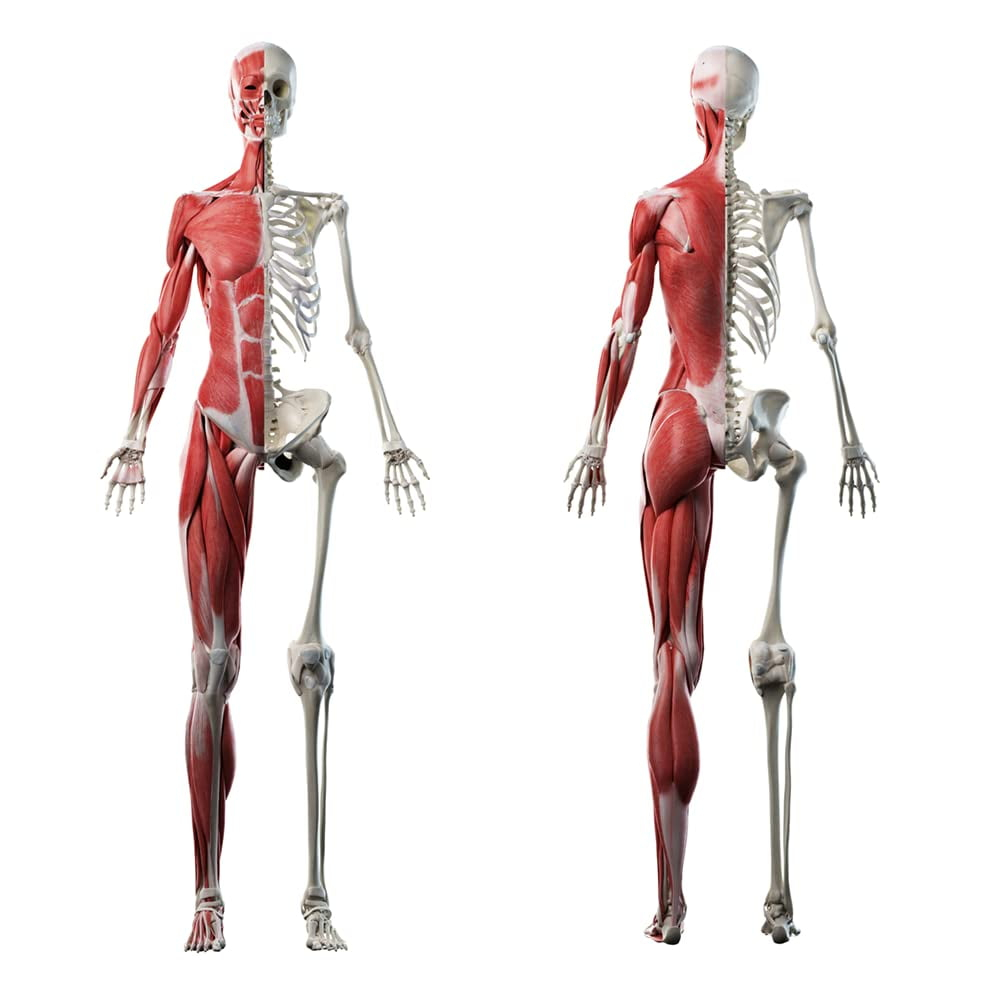 Wet Paint Printing Anatomy Muscle Skeleton Cardboard Standup