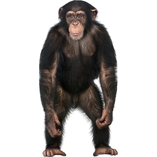Wet Paint Printing Chimpanzee Cardboard Standup