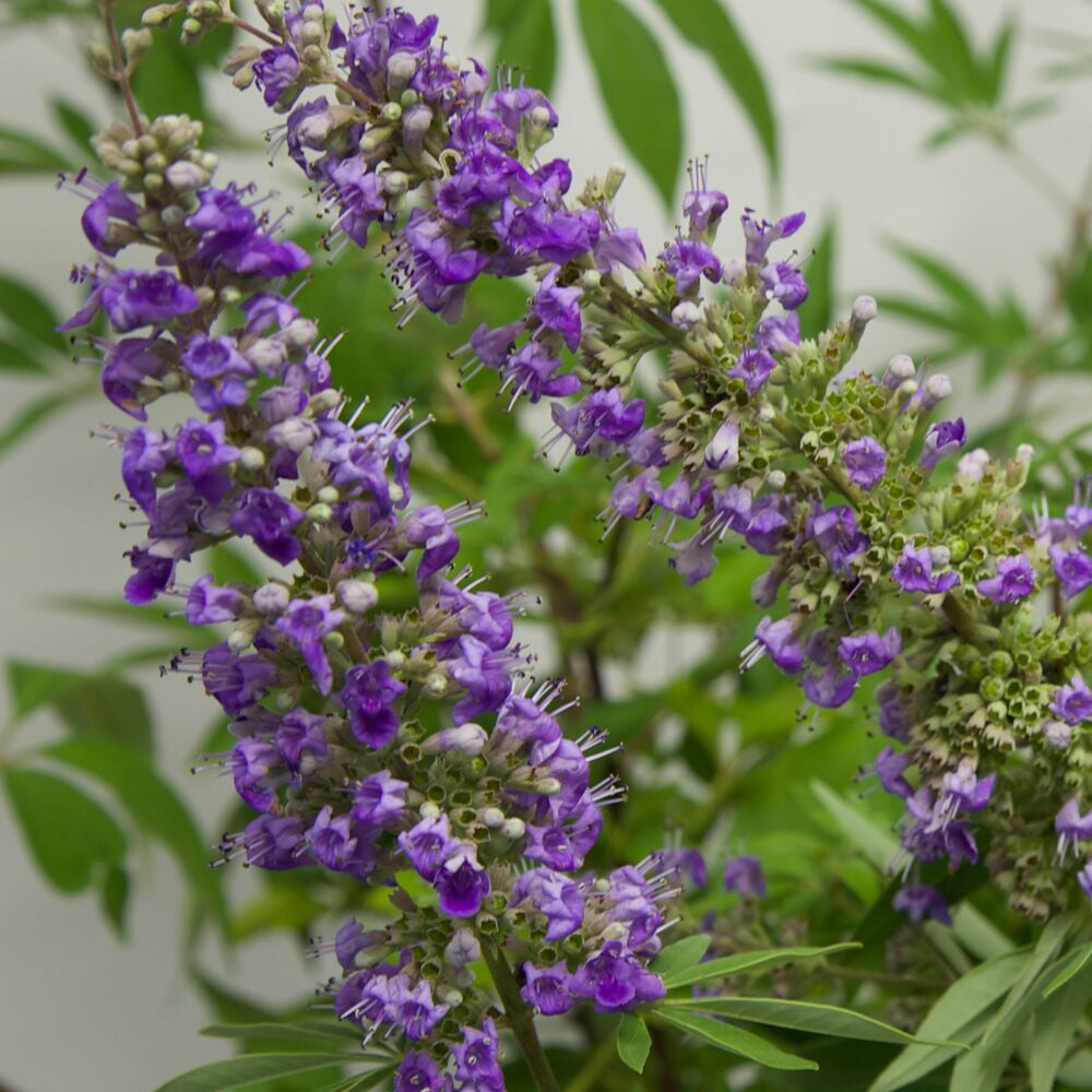 Shoal Creek Vitex (2.5 Gallon) Chaste Tree with Fragrant Lilac-Purple Flower Clusters - Texas