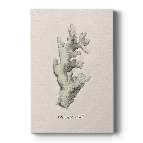 Shore Treasure Study II Premium Gallery Wrapped Canvas - Ready to Hang