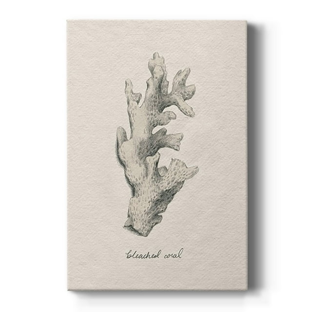 Shore Treasure Study II Premium Gallery Wrapped Canvas - Ready to Hang