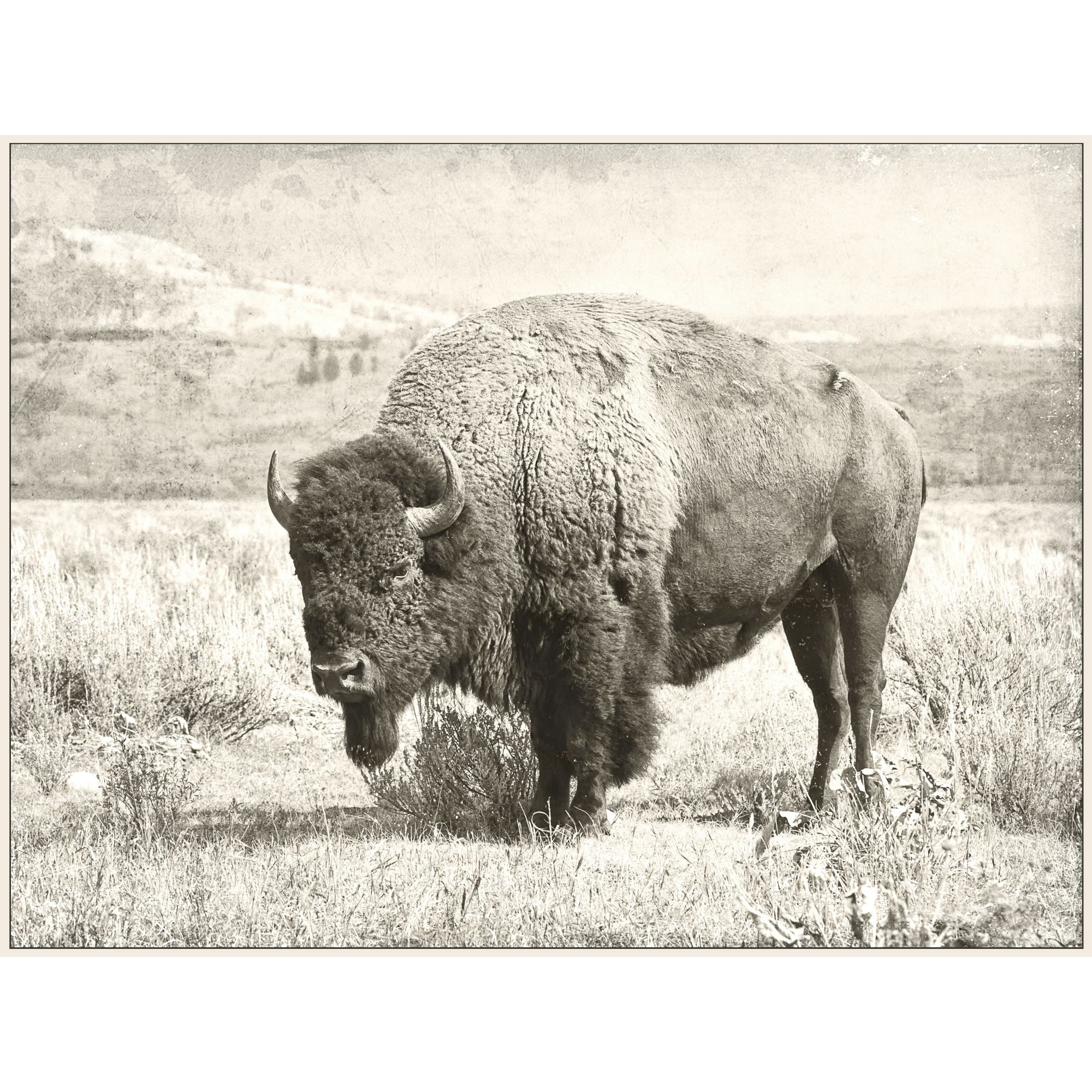 Signature Home Collection Brown Wild Buffalo Rectangular Framed Wall Art 36" x 48"
