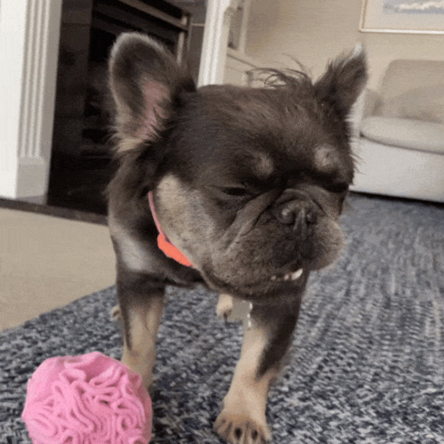 Snuffle Interactive Foraging Dog Puzzle Ball Toy for Puppy and Adult