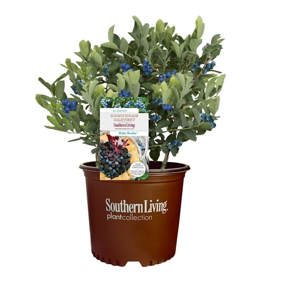 Southern Living Arbusto Vivo Hello Darlin de Arándanos en Maceta de Cultivo de 2 Galones