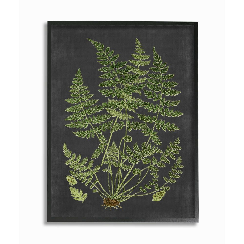 Stupell Industries Botanical Drawing Green Black Design Framed Wall Art by Lettered and Lined