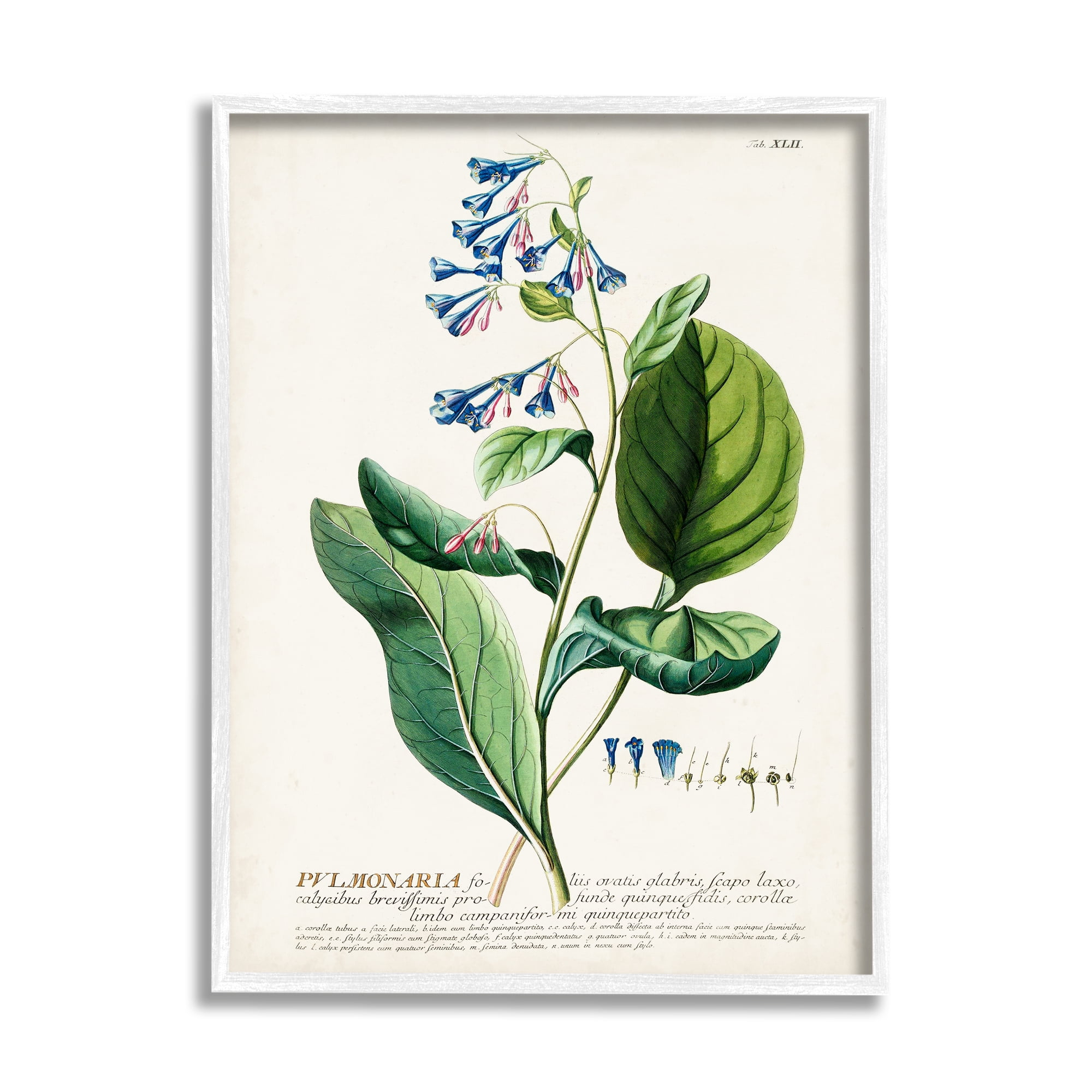 Stupell Industries Botanical Plant Illustration Blue Flowers Vintage Design Drawing Print Framed Art Print Wall Art, 11x14, By World Art Group