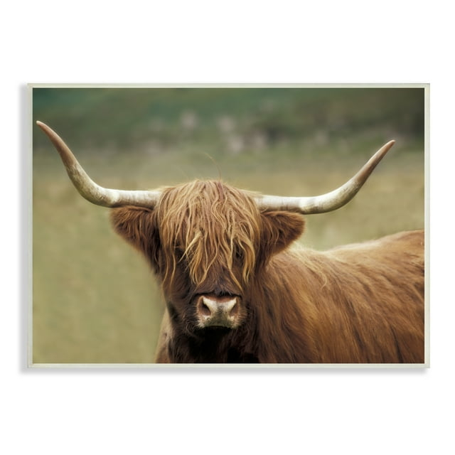 Stupell Industries Highland Cattle Shaggy Hair Country Animal Portrait Photography, 15 x 10, Design by Danita Delimont