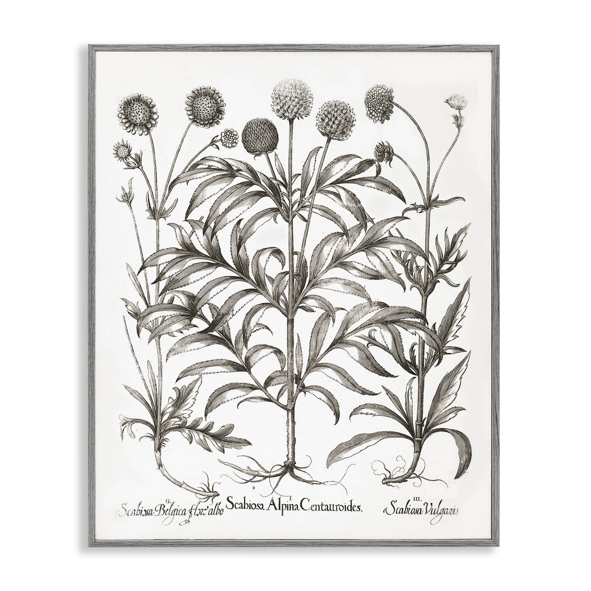 Stupell Industries Scientific Vintage Flowers Botanical & Floral Painting Gray Framed Art Print Wall Art, 11 x 14