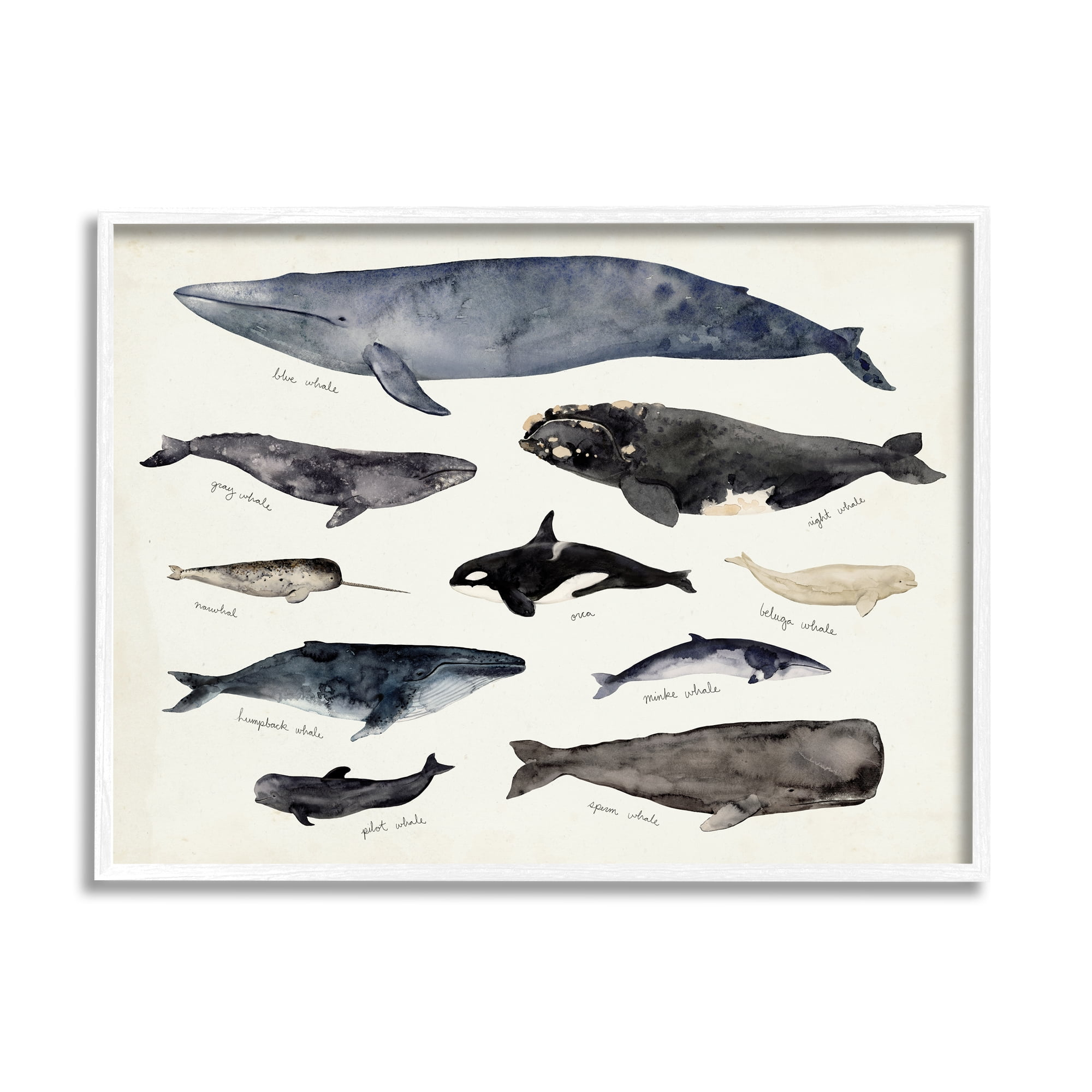Stupell Industries Vintage Nautical Chart of Whales Ocean Life Painting Framed Art Print Wall Art, 20x16, By Victoria Barnes