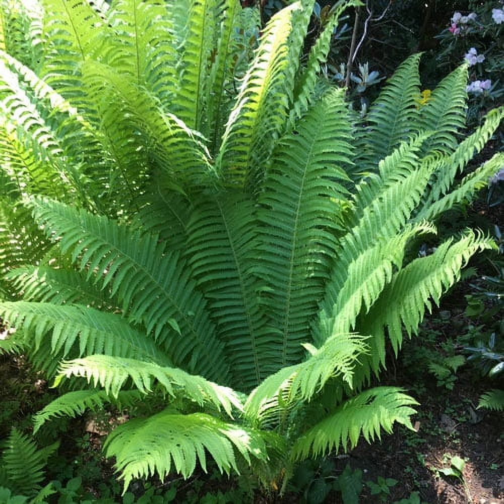 Tennessee Ostrich Fern Dormant Bare Root Starter Perennial Plant, 1-Pack