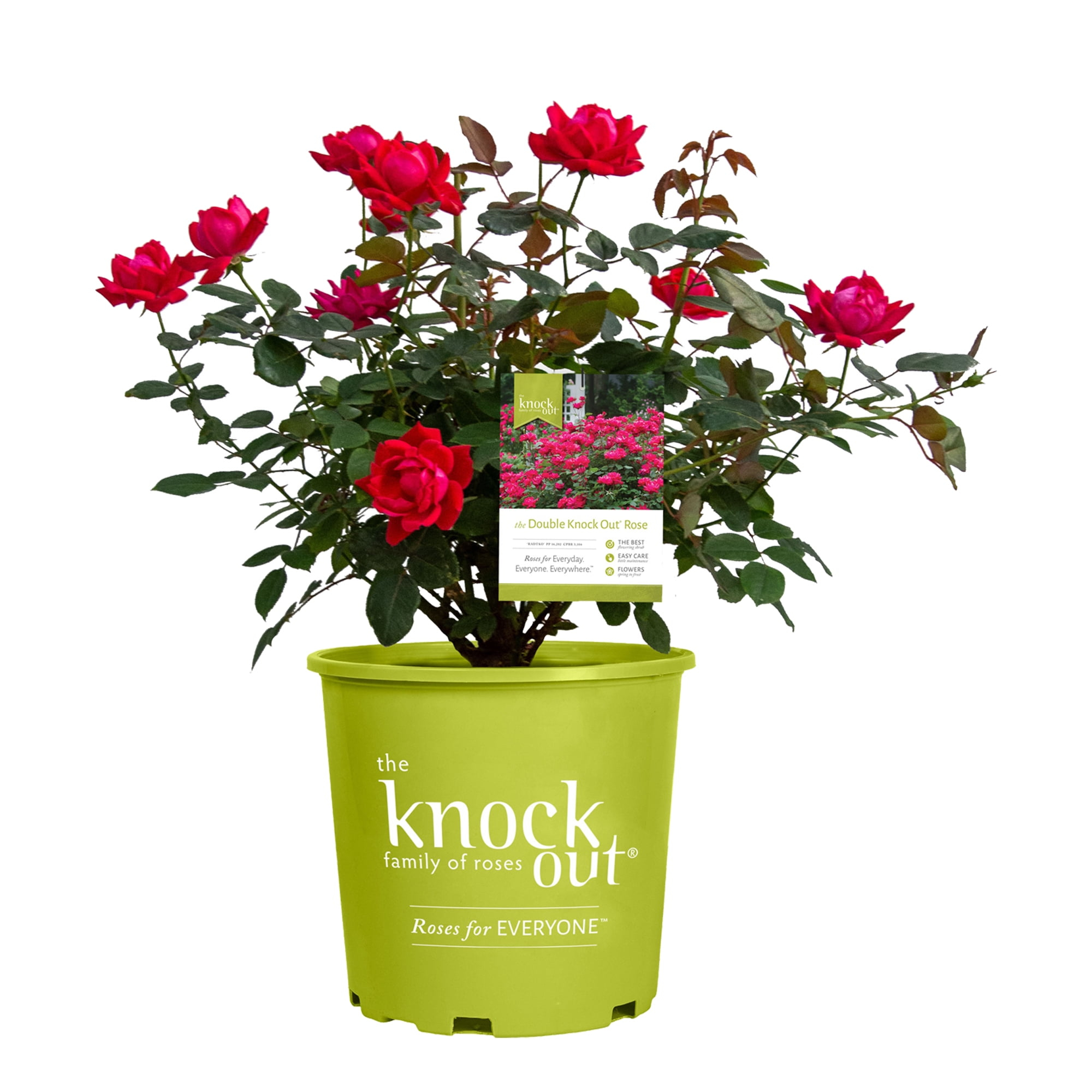 'The Red Double Knock Out® Rose' Live Shrub (1 gallon)