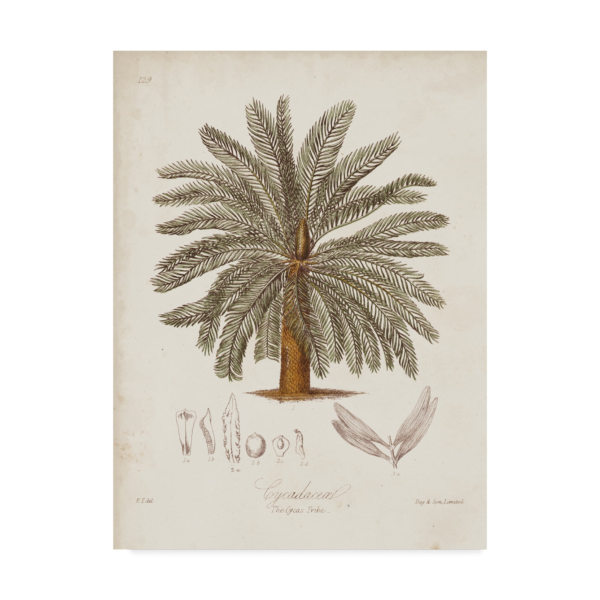 Trademark Fine Art 'Antique Tropical Palm I' Canvas Art by Elizabeth Twining