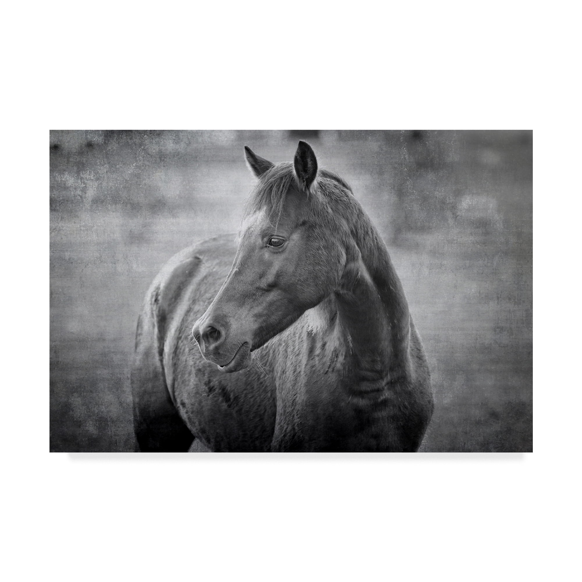 Trademark Fine Art 'Black and White Equine Portrait' Canvas Art by Beata Czyzowska Young