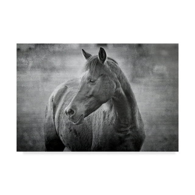 Trademark Fine Art 'Black and White Equine Portrait' Canvas Art by Beata Czyzowska Young
