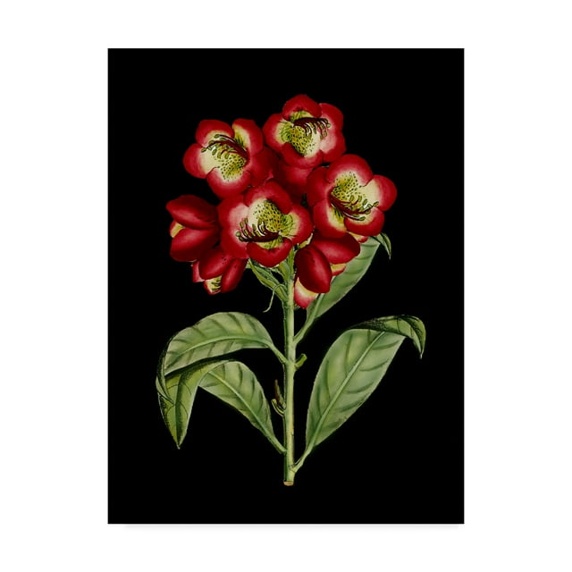 Trademark Fine Art 'Crimson Flowers on Black III' Canvas Art by Unknown