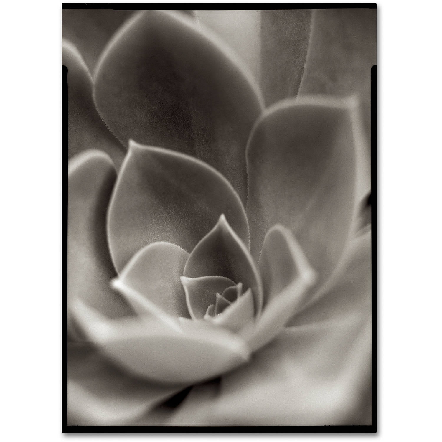 Trademark Fine Art "Florison 25" Canvas Art by Alan Blaustein