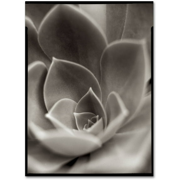 Trademark Fine Art "Florison 25" Canvas Art by Alan Blaustein