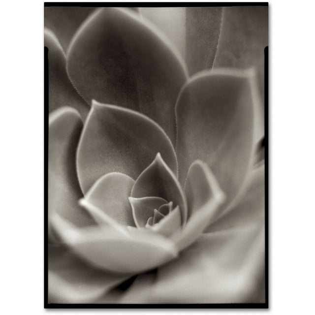 Trademark Fine Art "Florison 25" Canvas Art by Alan Blaustein