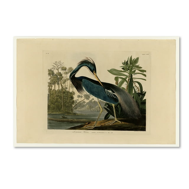 Trademark Fine Art 'Louisiana Heron' Canvas Art by John James Audobon