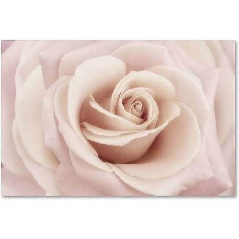 Trademark Fine Art 'Peach Pink Rose' Canvas Art by Cora Niele