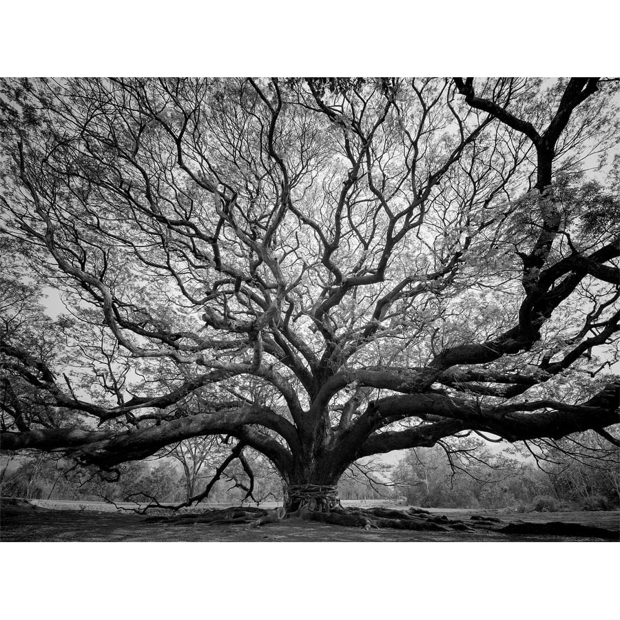 Tree of Wisdom Photography Canvas Art 36 x 24