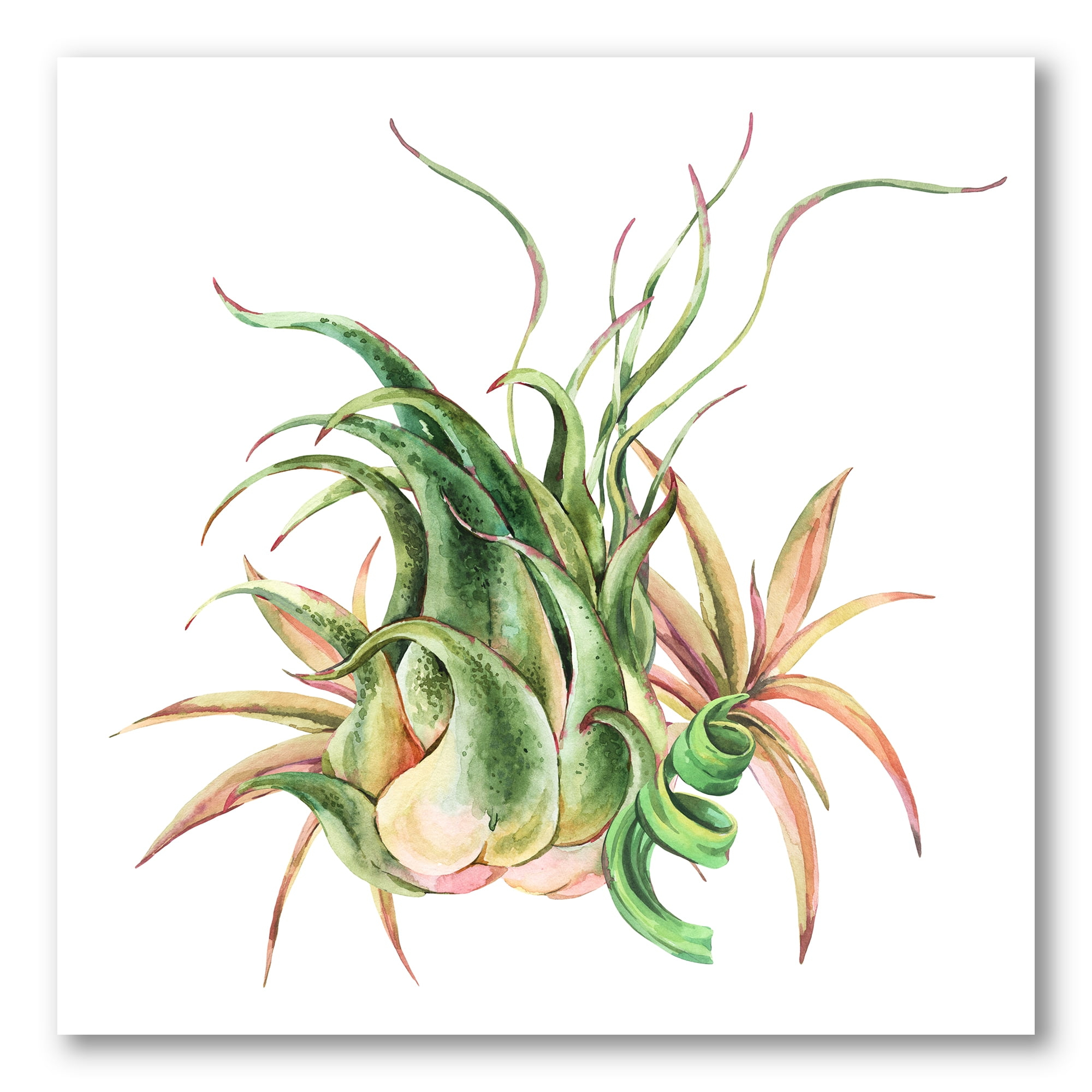 Tropical Leaves Air Plant Succulent On White 30 in x 30 in Painting Canvas Art Print, by Designart