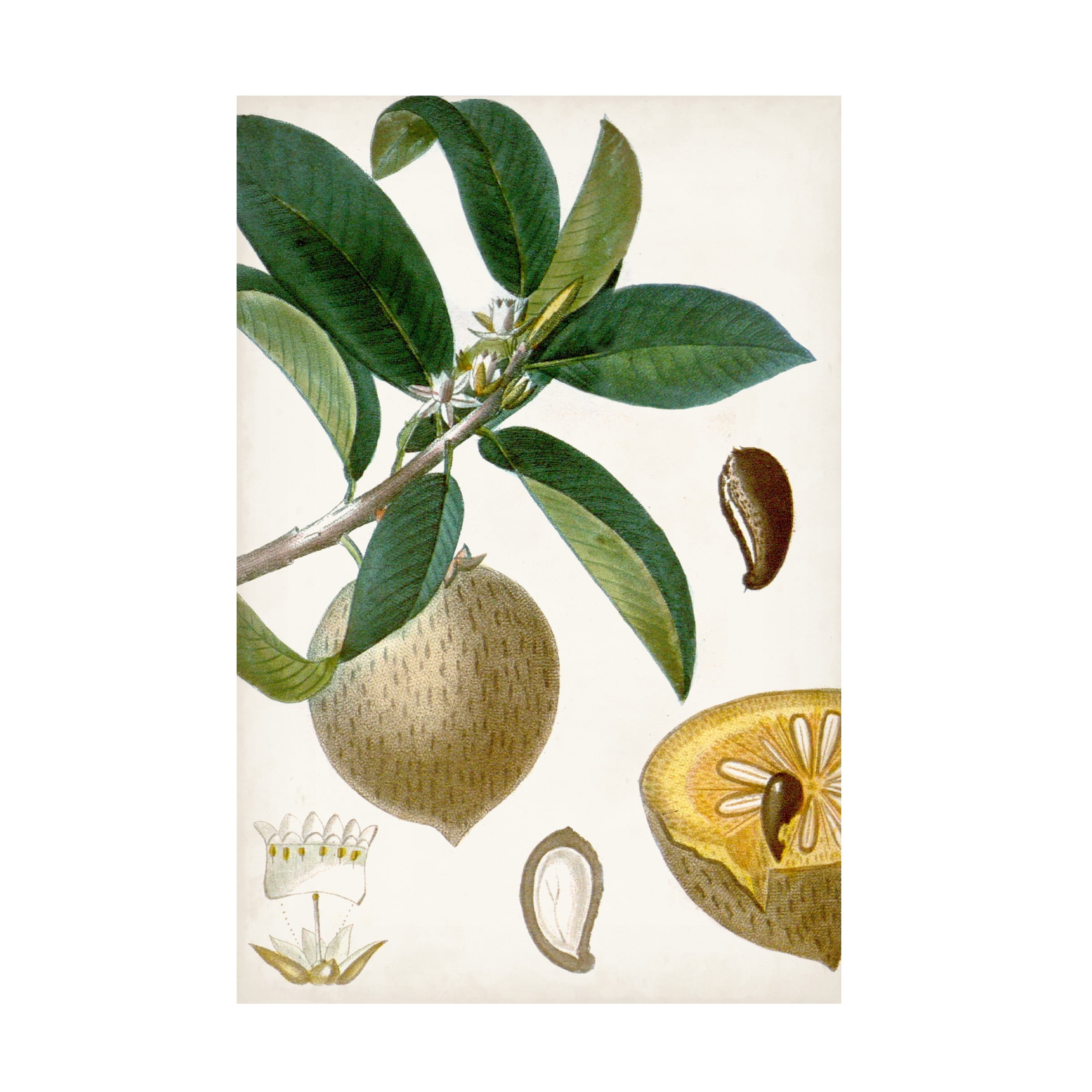 Turpin 'Turpin Tropical Fruit I' Canvas Art